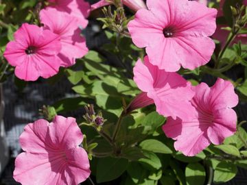 pétunia fleur annuelle les serres clermont inc pépinière centre de jardin fleurs serres pépinière