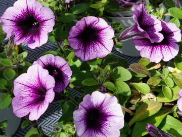 pétunia fleur annuelle les serres clermont inc pépinière centre de jardin fleurs serres pépinière