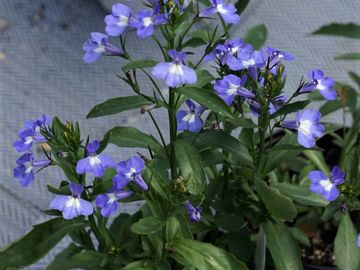 fleur annuelle les serres clermont inc pépinière centre de jardin fleurs serres pépinière