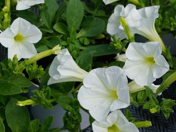 pétunia fleur annuelle les serres clermont inc pépinière centre de jardin fleurs serres pépinière