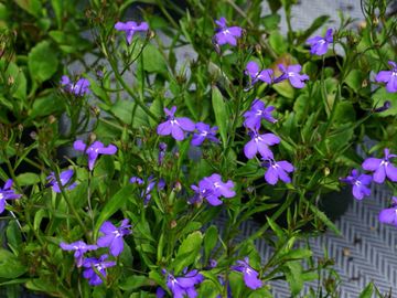 fleur annuelle les serres clermont inc pépinière centre de jardin fleurs serres pépinière