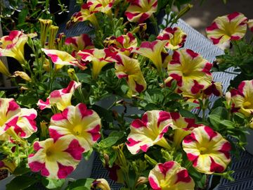les serres clermont inc fleurs annuelles fleur annuelle pépinière centre de jardin pépinière jardin