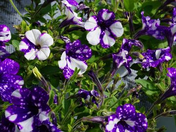 les serres clermont inc fleurs annuelles fleur annuelle pépinière centre de jardin pépinière jardin