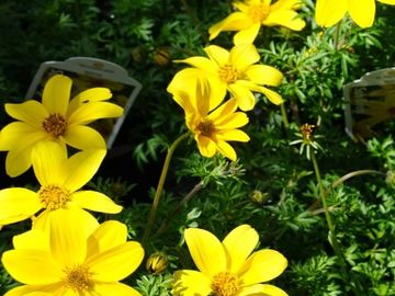 les serres clermont inc fleurs annuelles fleur annuelle pépinière centre de jardin pépinière jardin