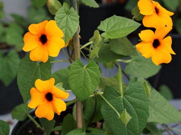 les serres clermont inc fleurs annuelles fleur annuelle pépinière centre de jardin pépinière fleurs