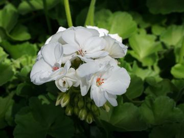 les serres clermont inc fleurs annuelles fleur annuelle pépinière centre de jardin pépinière fleurs