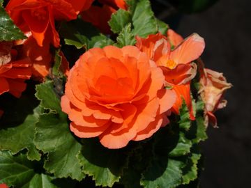 les serres clermont inc fleurs annuelles fleur annuelle pépinière centre de jardin pépinière fleurs