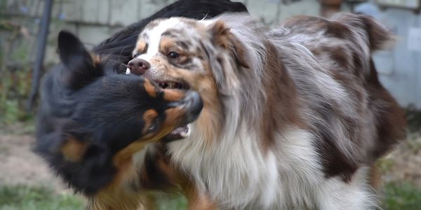Two dogs playfully biting each other outdoors.