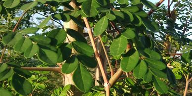 Moringa Tree Tucson