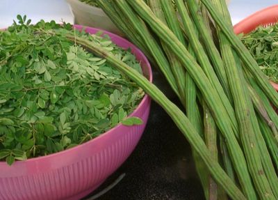 Moringa Tree Leaves and Pods 