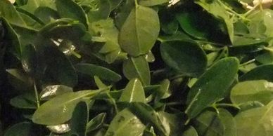 Moringa Leaves