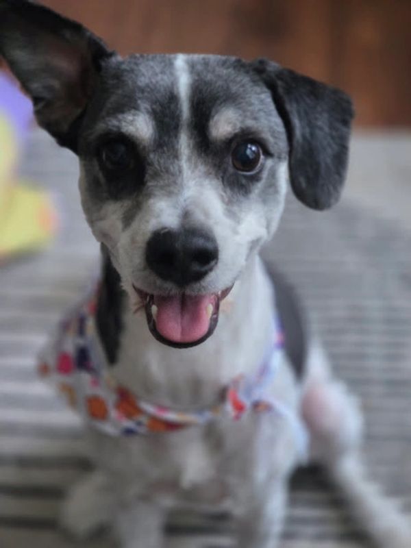 Dog with scarf, one ear up