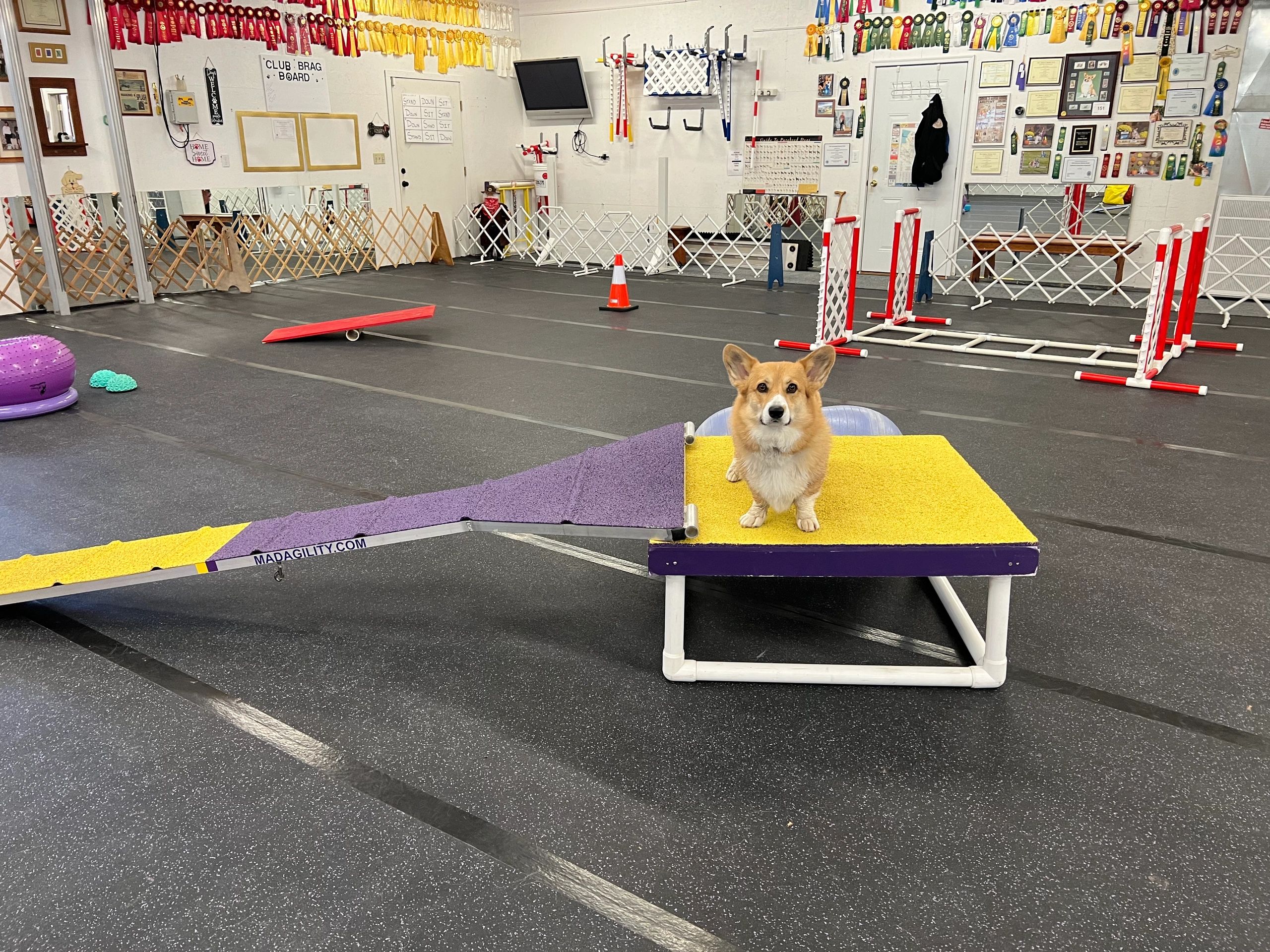 Foundation agility for pups and all beginner dogs
