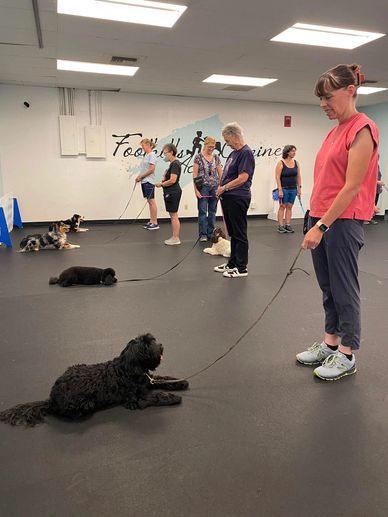 Group dog training session with owners and dogs.