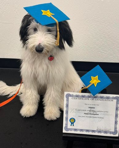 Puppy in graduation cap with certificate.