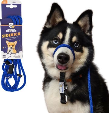Blue dog sidekick leash on husky with hesitant expression.