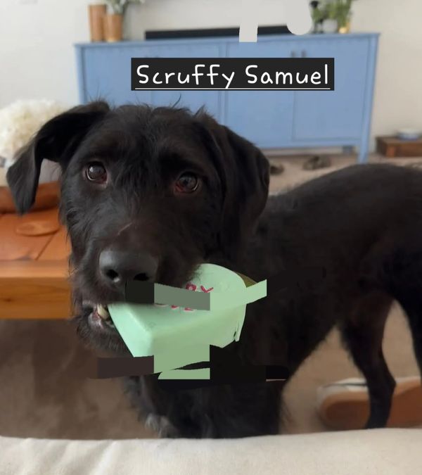 This scruffball is the longest foster resident waiting for his home