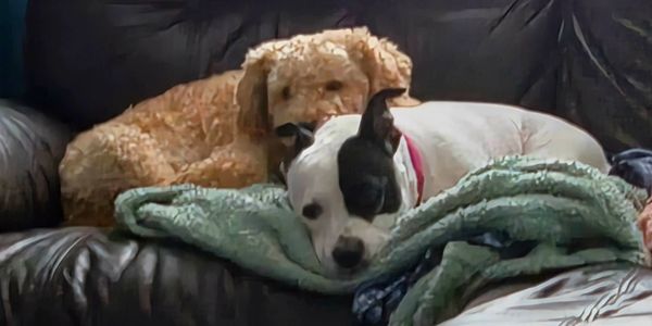 Two dogs resting together on a couch with a blanket.