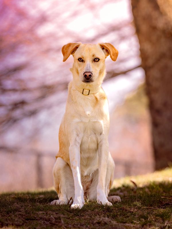 A light brown dog sitting attentively outdoors with a blurred natural background.