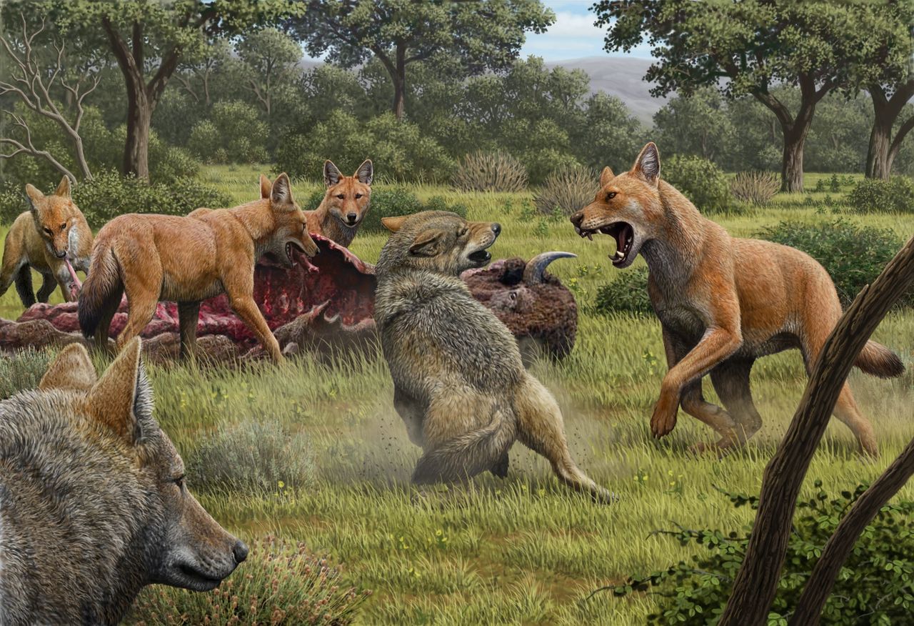 A Wolf by Any Other Name: The 'Dreadful' dire wolf
