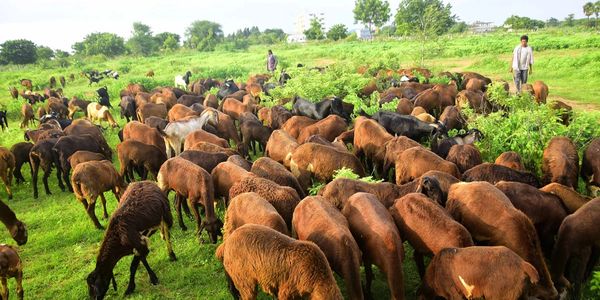A large herd of brown sheep grazing in a green field under a clear sky.