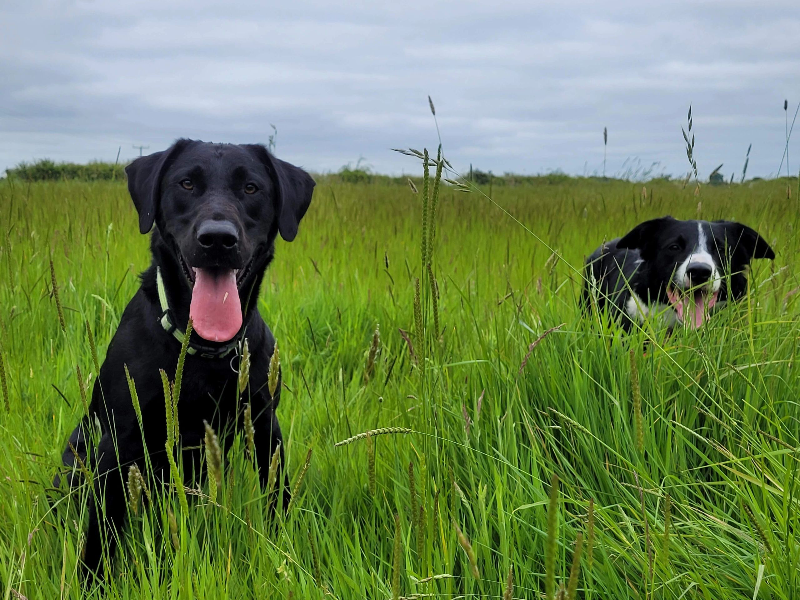 Best dog best sale trainer near me