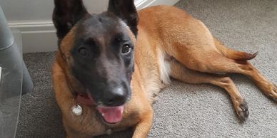 Malinois laying down