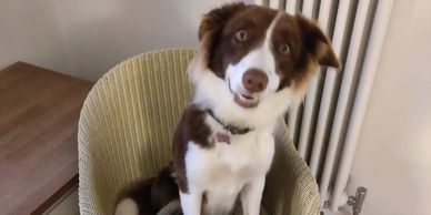Spaniel sitting on a chair looking alert and ready for instruction