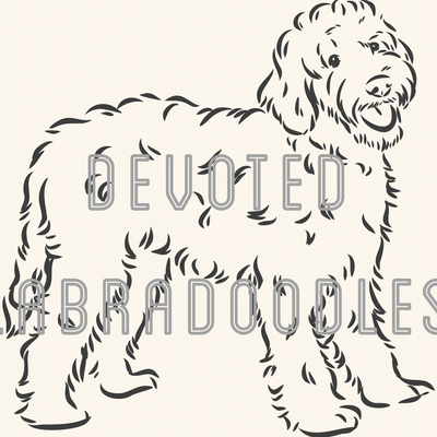 Labradoodle Puppy Dog Breeder