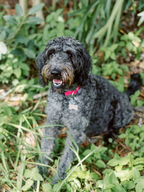 Devoted Labradoodles