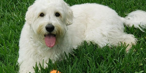 labradoodle stud