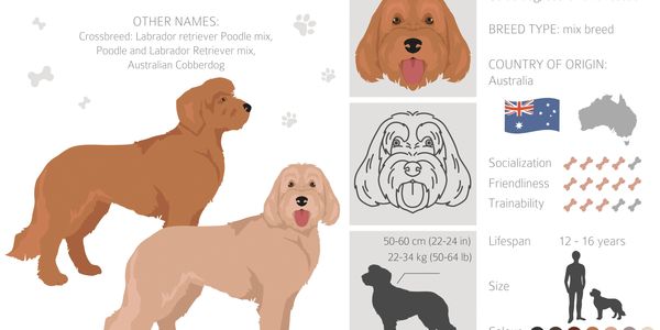 labradoodle dog breeder