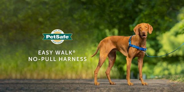Elevate your pet's lifestyle with smart innovations from PetSafe® brand. Explore new ways to boost y