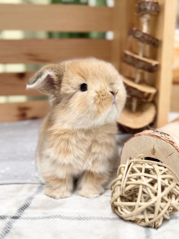 Find Adorable Bunnies Near Me at Sweet Rose Rabbitry