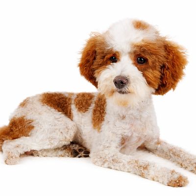 Murphy - Tri-Colored Hidden Phantom Parti Toy Poodle