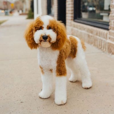 Benny - AKC Micro Poodle