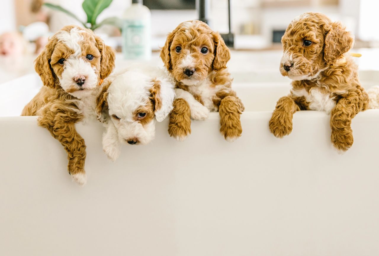 Goldendoodle outdoors