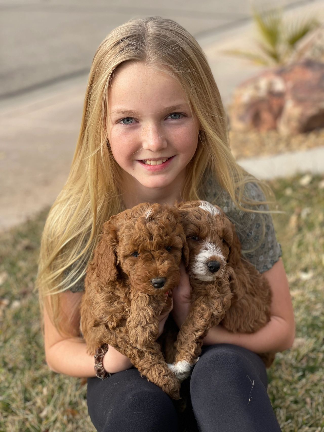 Goldendoodle generations