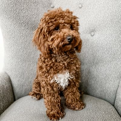 Boomer - AKC Toy Poodle