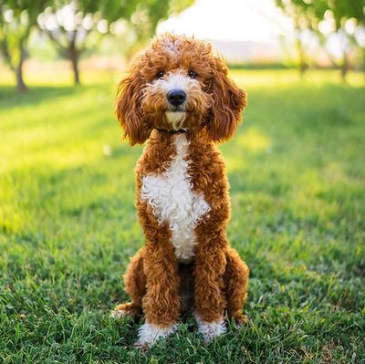 Milo - AKC Mini Poodle