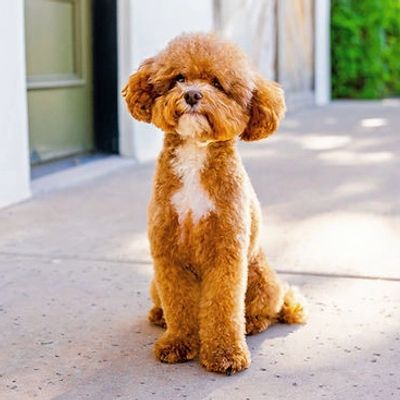 Phoenix - Curly Full Poodle