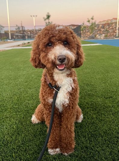 Zoey - F1bb Goldendoodle