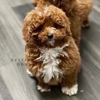 Bear - Red Abstract Toy Poodle