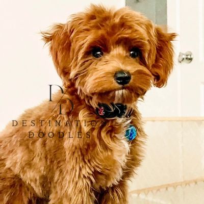 Ceaser - Multigenerational Goldendoodle