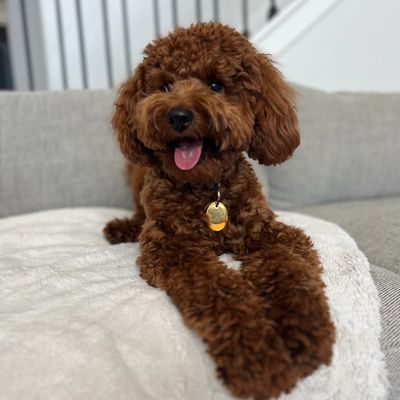 Poe - Dark Red Multigenerational Goldendoodle