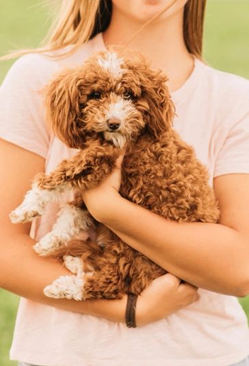 Ellie - F1bb Toy Goldendoodle