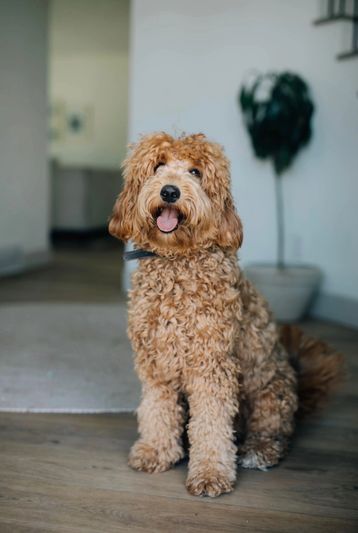 Rainey - F1b Medium Goldendoodle