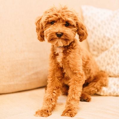 Oso - Multigenerational Goldendoodle