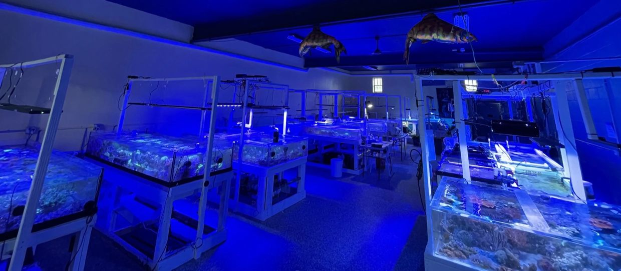 The aquatics lab at CapitalCorals Research and Restoration