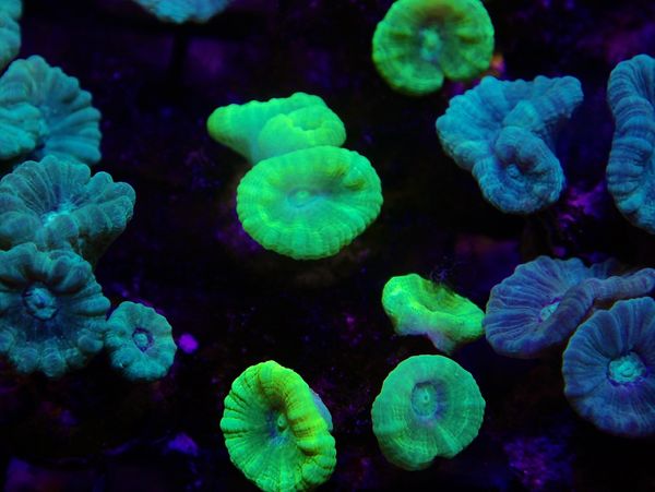 A few Caulastrea, one of the many corals you can find here at CapitalCorals.